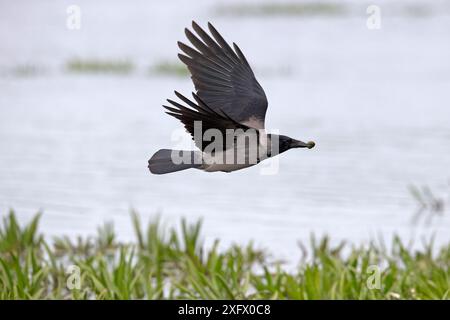 Kapuzenkrähe (Corvus cornix) im Flug mit Schnecke in Rechnung, Rumänien. Mai. Stockfoto