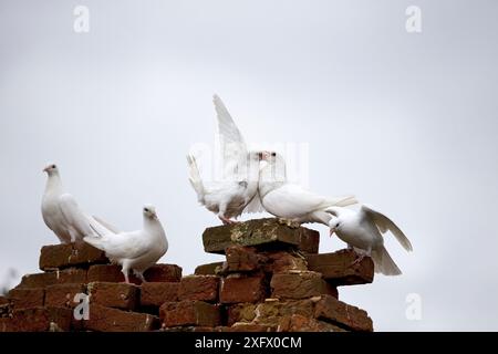 Wildtaubengruppe (Columba livia), die auf Ziegeln hockt, Suffolk, England, Großbritannien. September. Stockfoto