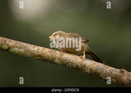 Gelbschnabelbabbler (Turdoides affinis taprobanus) auf einem Zweig, Sri Lanka. Stockfoto