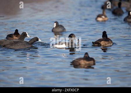 Getuftete Ente (Aythya fuligula) männlich mit Aal im Schnabel, umgeben von euroasischen Hähnchen (Fulica atra) und weiblichen getufteten Enten. Norfolk, England, Großbritannien. Januar. Stockfoto