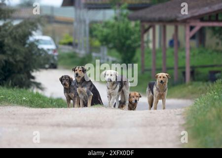 Street Dogs (Canis familiaris) Pack, Rumänien. Mai 2018. Stockfoto