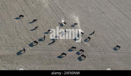 Luftbild von Bullen auf trockenem Feld, die bei windigem Wetter den Boden kratzen und Staub aufwerfen. Camargue, Frankreich, Oktober. Stockfoto