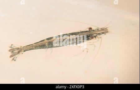 Süßwassergarnelen (Atyaephyra desmaresti), Camargue, Frankreich. Oktober. Stockfoto