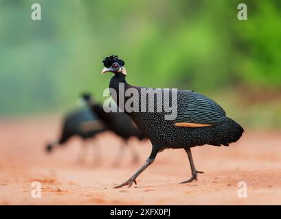 Guineafuhu (Guttera pucherani) Mana Pools National Park, Simbabwe. Stockfoto