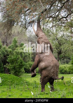 Elefant (Loxodonta africana), männlich, der auf Hinterbeinen steht, um Akazienschoten zu erreichen. Rinderreiher (Bubulcus ibis) um Elefanten&#39;s Fuß. Mana Pools National Park, Simbabwe. Stockfoto