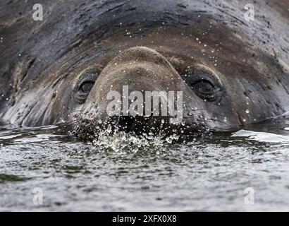 Südliche Elefantenrobbe (Mirounga leonina), männliche Ausatmung im Wasser. St Andrews Bay, Südgeorgien. Oktober. Stockfoto