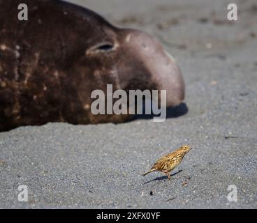 Südgeorgien-Pipit (Anthus antarcticus) mit südlicher Elefantenrobbe (Mirounga leonina), männlich im Hintergrund. Gold Harbour, Südgeorgien. Oktober. Stockfoto