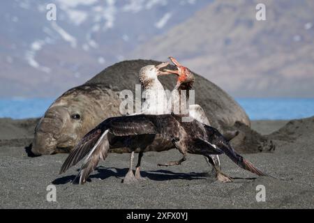 Südlicher Riesensturmvogel (Macronectes giganteus), der mit dem nördlichen Riesenvogel (Macronectes halli) kämpft. Südlicher Elefantenrobbe (Mirounga leonina) im Hintergrund beobachtet. St. Andrews Bay, Südgeorgien, Oktober. Stockfoto