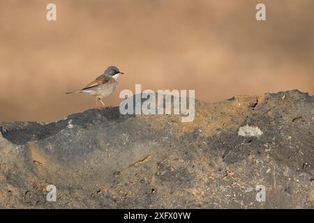 Brillenblattschwärmer (Sylvia conspicillata orbitalis) männlich, Fuerteventura, Kanarische Inseln, Spanien. Februar. Stockfoto