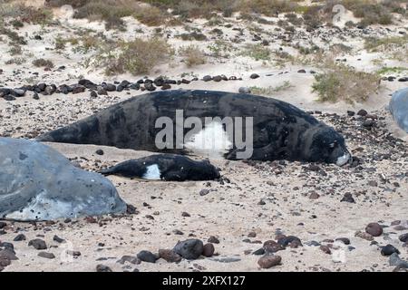 Mediterrane Mönchsrobbe (Monachus monachus), einschließlich Mutter und Kind, Fuerteventura, Kanarische Inseln, Spanien. Februar. Stockfoto