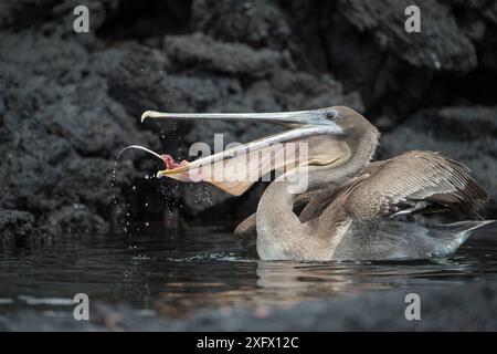 Galapagos brauner Pelikan (Pelicanus occidentalis urinator), der Thunfisch von der Jagd des Galapagos-Seelöwen (Zalophus wollebaeki) abfängt. Stockfoto