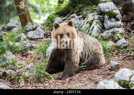 Europäischer Braunbär (Ursus arctos) sitzend, Wald Sneznik, Slowenien. Juni. Stockfoto