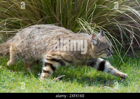 Pampas cat (Leopardus colocola) La Pampa Provinz, Argentinien. Stockfoto