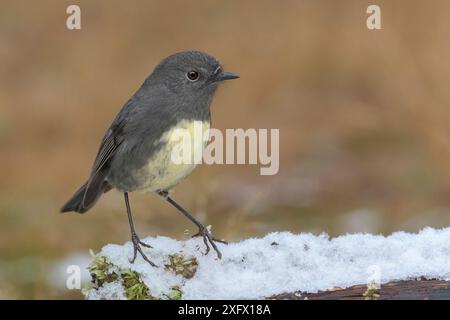 Südinsel-robin (Petroica australis australis) auf schneebedecktem Baumstamm. Arthur's Pass Nationalpark, Südinsel, Neuseeland. Mai. Stockfoto