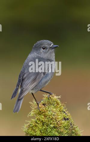 Südinsel-robin (Petroica australis australis) auf moosbedeckten Baumstümpfen. Arthur's Pass Nationalpark, Südinsel, Neuseeland. Mai. Stockfoto