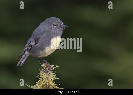 Südinsel-robin (Petroica australis australis) auf moosbedeckten Baumstümpfen. Arthur's Pass Nationalpark, Südinsel, Neuseeland. Mai. Stockfoto