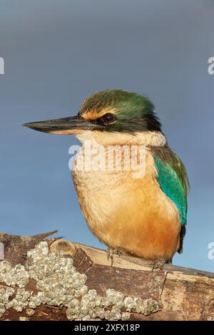 Heilig / Neuseeländischer Eisvogel (Todiramphus sanctus) auf Treibholz. Banks Peninsula, Südinsel, Neuseeland. Juli. Stockfoto