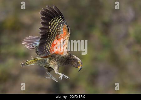 Kea (Nestor notabilis) Jugendliche im Flug. Arthur's Pass National Park, South Island, Neuseeland. Gefährdete Arten. Stockfoto