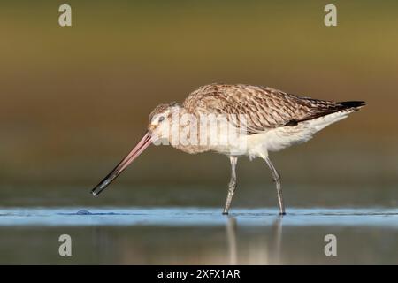 Barschwanzgottwit (Limosa lapponica), der sich an einer Midge Larve / Blutwurm (Chironomus zealandicus) im Flachwasser ernährt. Lake Ellesmere, Neuseeland. November. Stockfoto