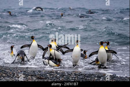 Königspinguine (Aptenodytes patagonicus), die an Land in Right Whale Bay, Südgeorgien, kommen. Oktober. Stockfoto