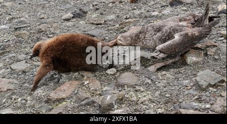 Nördlicher Riesensturmvogel (Macronectes halli) greift an, um sich von Königspinguin (Aptenodytes patagonicus) zu ernähren. Salisbury Plain, Südgeorgien. September. Stockfoto