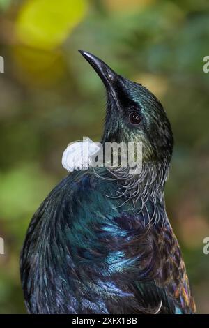 Porträt TUI (Prosthemadera novaeseelandiae). Orokonui Ecosanctuary, Otago Peninsula, Südinsel, Neuseeland. Januar. Endemische Arten. Stockfoto