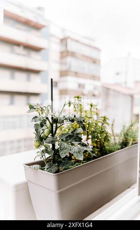 Tomatenpflanze mit grünen Kirschtomaten in einem dekorativen Blumentopf und andere Pflanzen in einem Topf auf der Fensterbank draußen. Stadtgartenkonzept Stockfoto