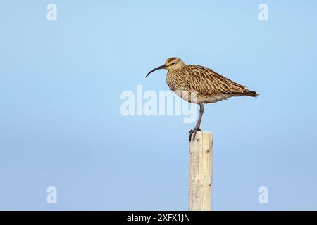 Gemeiner Wimbrel (Numenius phaeopus islandicus) aus Straumnes, Nord-Island im Mai. Stockfoto