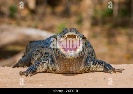 Yacare Caiman (Caiman yacare) mit offenem Mund zum Abkühlen am Flussufer. Cuiaba River, Pantanal Matogrossense Nationalpark, Pantanal, Brasilien. Stockfoto