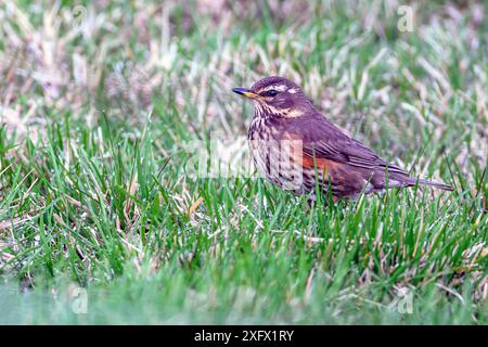 Rotflügeldrossel (Turdus iliacus coburni) aus Glaumbær, Nord-Island im Mai. Stockfoto