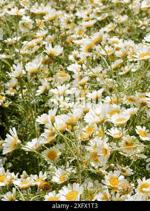 Glade mit wilden Gänseblümchen, Blumen auf einer Wiese, Rasen, weiße Gänseblümchen auf einem Hintergrund von grünem Gras. Stockfoto