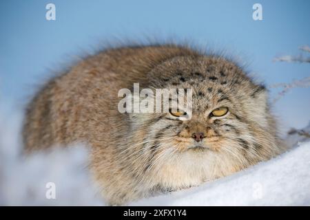 Pallas Cat's (Otocolobus manul) im Schnee, Wüste Gobi, Mongolei. Dezember. Stockfoto