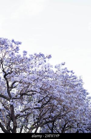 Violette Jacaranda blüht am blauen Himmel Stockfoto