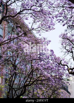 Violette Jacaranda-Blumen blühen vor dem blauen Himmel und den Gebäuden der Stadt Stockfoto