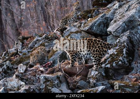 Amurleopard (Panthera pardus orientalis) weiblich mit Jungtieren, Land des Leoparden-Nationalparks, Region Primorski, Fernost-Russland. März. Stockfoto