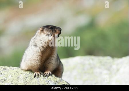 Schwarzbedecktes Murmeltier (Marmota camtschatica) Bezirk Barguzinsky, Sibirien, Russland. Oktober. Stockfoto