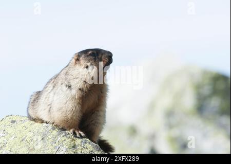 Schwarzbedecktes Murmeltier (Marmota camtschatica) Bezirk Barguzinsky, Sibirien, Russland. Oktober. Stockfoto