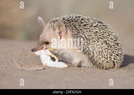 Langhaarigel (Hemiechinus auritus), der Eidechsenbeute ernährt, Gobi-Wüste, Mongolei. Juni. Stockfoto