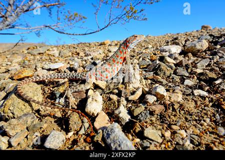 Langnasen-Leopardenechse (Gambelia wislizenii) gravides Weibchen, Mohave-Wüste, Kalifornien, USA. Juni. Stockfoto
