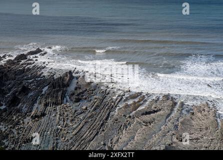 Faltkarbonzeitlicher Sandstein und Schiefer (Culm Measures) in Draufsicht, deformiert durch Kompression während der variszischen oder herzynischen Orogenie, einem geologischen Gebirgsbauereignis, das durch die spätpaläozoische Kontinentalkollision zwischen Euramerica (Laurussia) und Gondwana verursacht wurde, um den Superkontinent Pangea zu bilden. Hartland Quay, Cornwall, Großbritannien, März Stockfoto