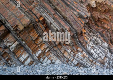 Geneigte Sandsteinbetten und dünne Schiefer des Karbons, Culm Measures (Bude-Formation) Sandy Mouth bei Bude, Cornwall, Großbritannien, Mai. Das Bett repräsentiert Ablagerungszyklen, die mit Klimaänderungen assoziiert sind, von Sandsteinen mit höherer Energie bis zu ruhigeren Bedingungen für die Schiefer-Ablagerung. Die Felsen wurden während der Herzynischen Orogenie oder des Bergbaus geneigt und verformt. Stockfoto