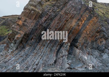 Steil tauchende Betten aus Karbonzeitsandstein und Schiefer (Culm Measures) an der Flanke einer großen Falte. Diese Deformation entstand durch Kompression während der variskanischen oder herzynischen Orogenie, einem geologischen Gebirgsbauereignis, das durch eine spätpaläozoische kontinentale Kollision zwischen Euramerica (Laurussia) und Gondwana verursacht wurde, um den Superkontinent Pangea zu bilden. Bude, Cornwall, Großbritannien, März Stockfoto