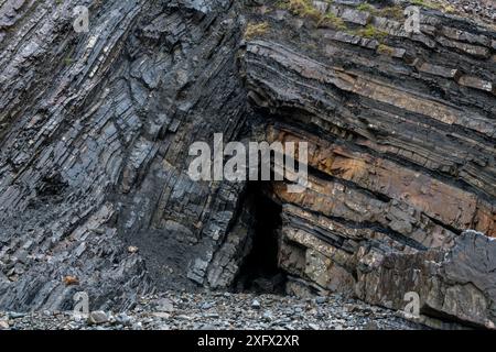 Eine Antiklinalfalte bei Karbonsandstein und Schiefer. Diese Winkellinie ist eine Knickfalte mit einem definierten Bruch entlang der Falzachse. Diese Gesteine wurden während der variszischen oder herzynischen Orogenese, einem geologischen Gebirgsbauereignis, das durch die spätpaläozoische kontinentale Kollision zwischen Euramerica (Laurussia) und Gondwana verursacht wurde, gefaltet und verwerfet, um den Superkontinent Pangea zu bilden. Bude, Cornwall, Großbritannien, März Stockfoto