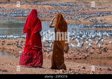 Demoiselle Kraniche (Grus / Anthropoides virgo) fressen am Überwinterungsort in der Wüste Thar, mit Frauen in Sarees, die sie anschauen, Rajasthan, Indien Stockfoto