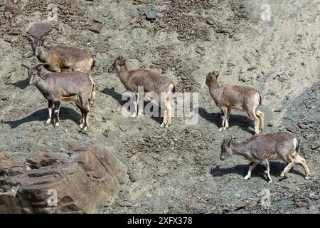 Blauschaf (Pseudois nayaur), Herde am Berghang, wichtige Beute für Schneeleoparden (Panthera uncia), Himalaya, Hemis Nationalpark, Ladakh, Indien Stockfoto