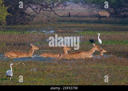 Gefleckte Hirsche (Achsenachse), Erwachsene und Rehkitze, überqueren Sumpf, umgeben von Wasservögeln, Keoladeo Nationalpark, Bharatpur, Rajasthan, Indien. Stockfoto