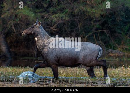 Nilgai (Boselaphus tragocamelus), männlicher Spaziergang durch Wasser, Keoladeo Ghana National Park, Bharatpur, Rajasthan, Indien. Stockfoto