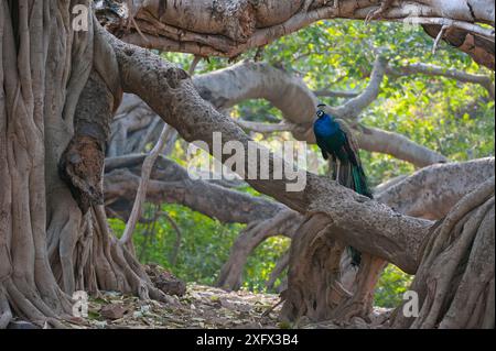 Pfau (Pavo cristatus) auf großem Banyan-Baum (Ficus benghalensis), Ranthambhore-Nationalpark, Rajasthan, Indien. Stockfoto