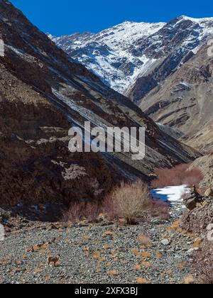 Blauschaf (Pseudois nayaur), Herde im Lebensraum, hohe Berge, Himalaya, wichtige Beute für Schneeleoparden (Panthera uncia), Hemis Nationalpark, Ladakh, Indien Stockfoto