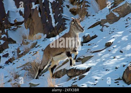 Blauschaf (Pseudois nayaur), wichtige Beutearten für Schneeleoparden (Panthera uncia), Himalaya, Hemis Nationalpark, Ladakh, Indien Stockfoto